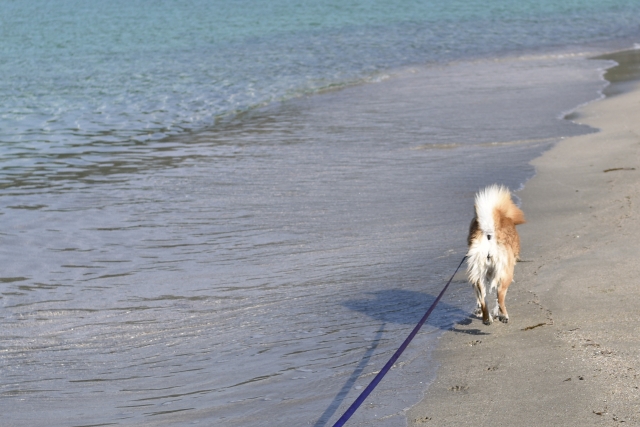 犬と散歩