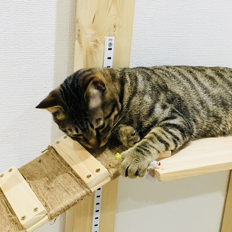 飼い猫と過ごす、一緒に遊ぶこと