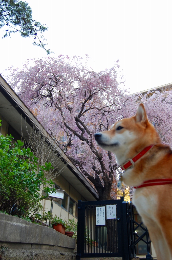 桜とポン