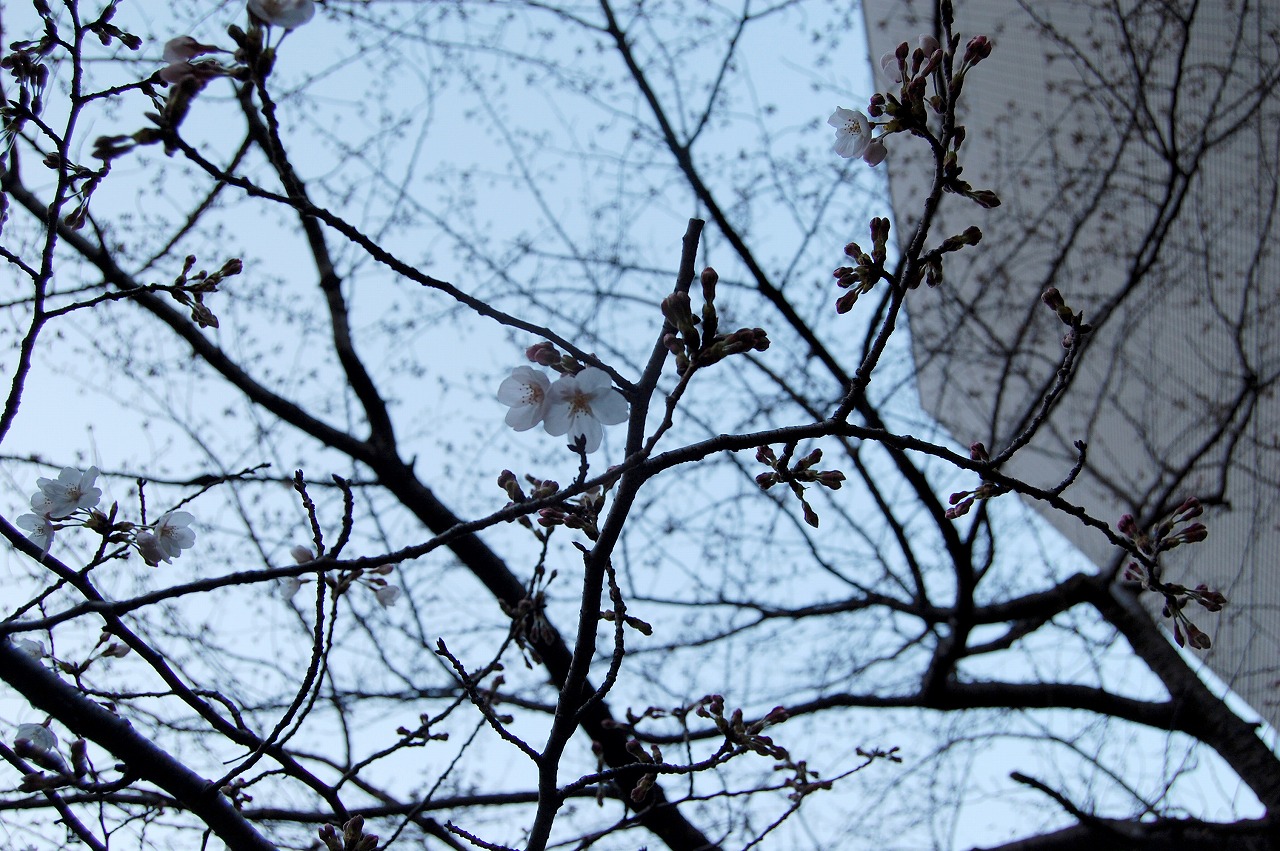 桜